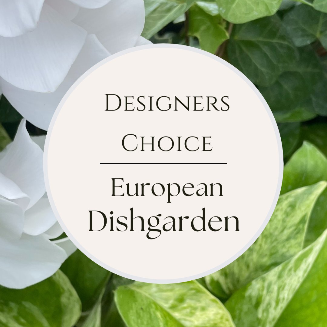 Designer's Choice European Dishgarden – KLEIN'S FLORAL & GREENHOUSES INC, Madison WI