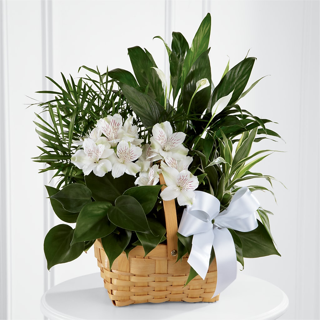Peace & Serenity Dishgarden – KLEIN'S FLORAL & GREENHOUSES INC, Madison WI