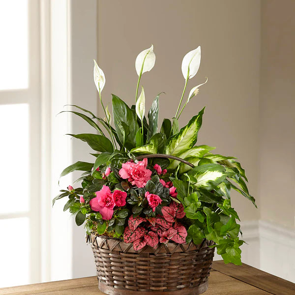 Pink Dream Dishgarden – KLEIN'S FLORAL & GREENHOUSES INC, Madison WI