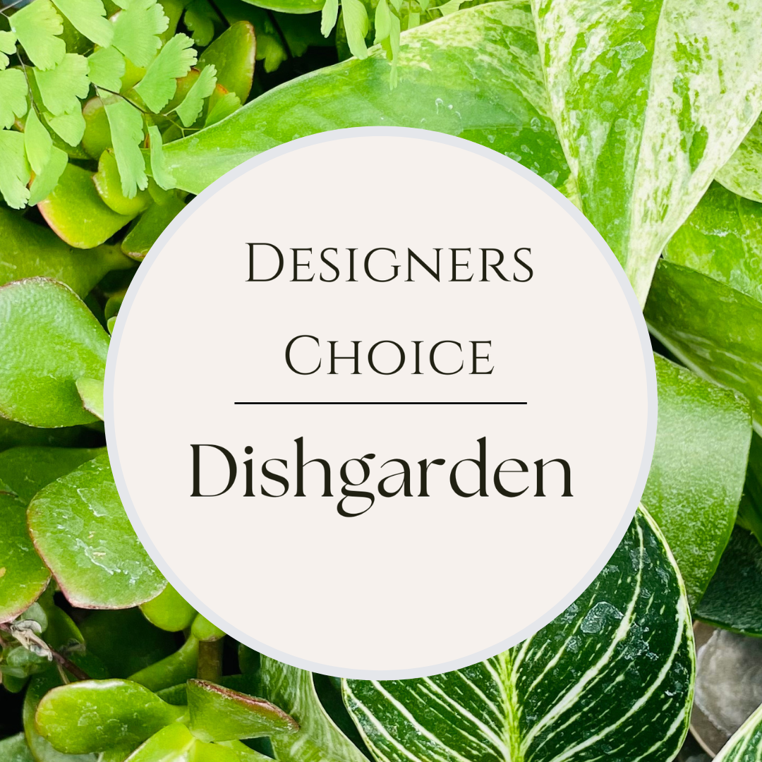 Klein's Designers Choice Dish Garden of Assorted Plants – KLEIN'S FLORAL & GREENHOUSES INC, Madison WI
