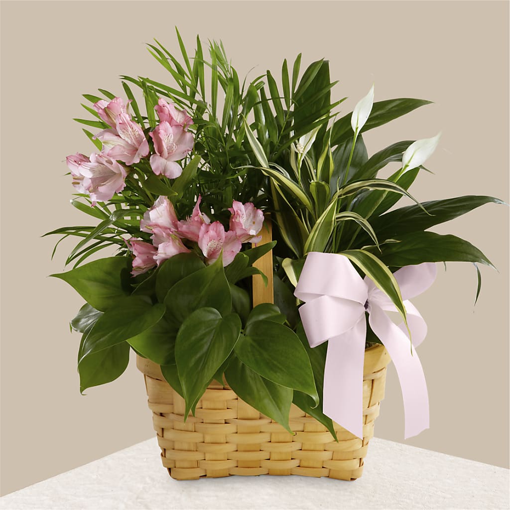 Living Spirit Dishgarden – KLEIN'S FLORAL & GREENHOUSES INC, Madison WI