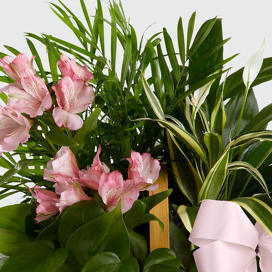 Living Spirit Dishgarden – KLEIN'S FLORAL & GREENHOUSES INC, Madison WI