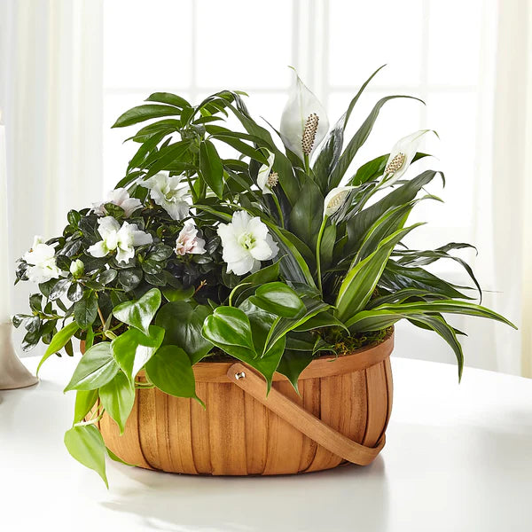Serene Dishgarden – KLEIN'S FLORAL & GREENHOUSES INC, Madison WI