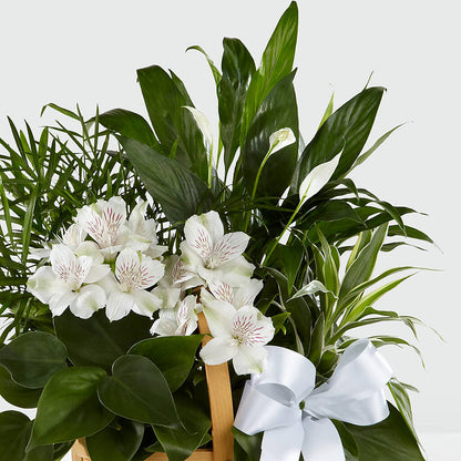 Peace & Serenity Dishgarden – KLEIN'S FLORAL & GREENHOUSES INC, Madison WI