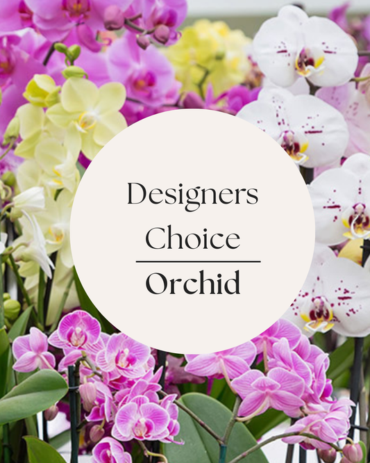 Designers Choice Colorful Orchid Plant