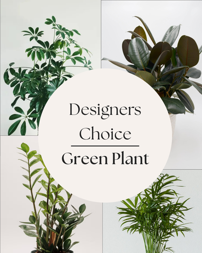 Klein's Designers Choice Green Plant