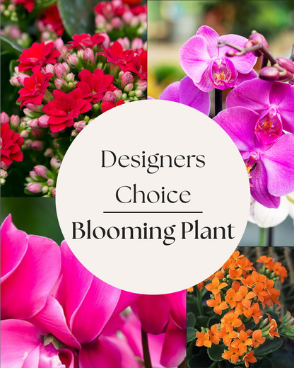 Klein's Designers Choice Blooming Plant
