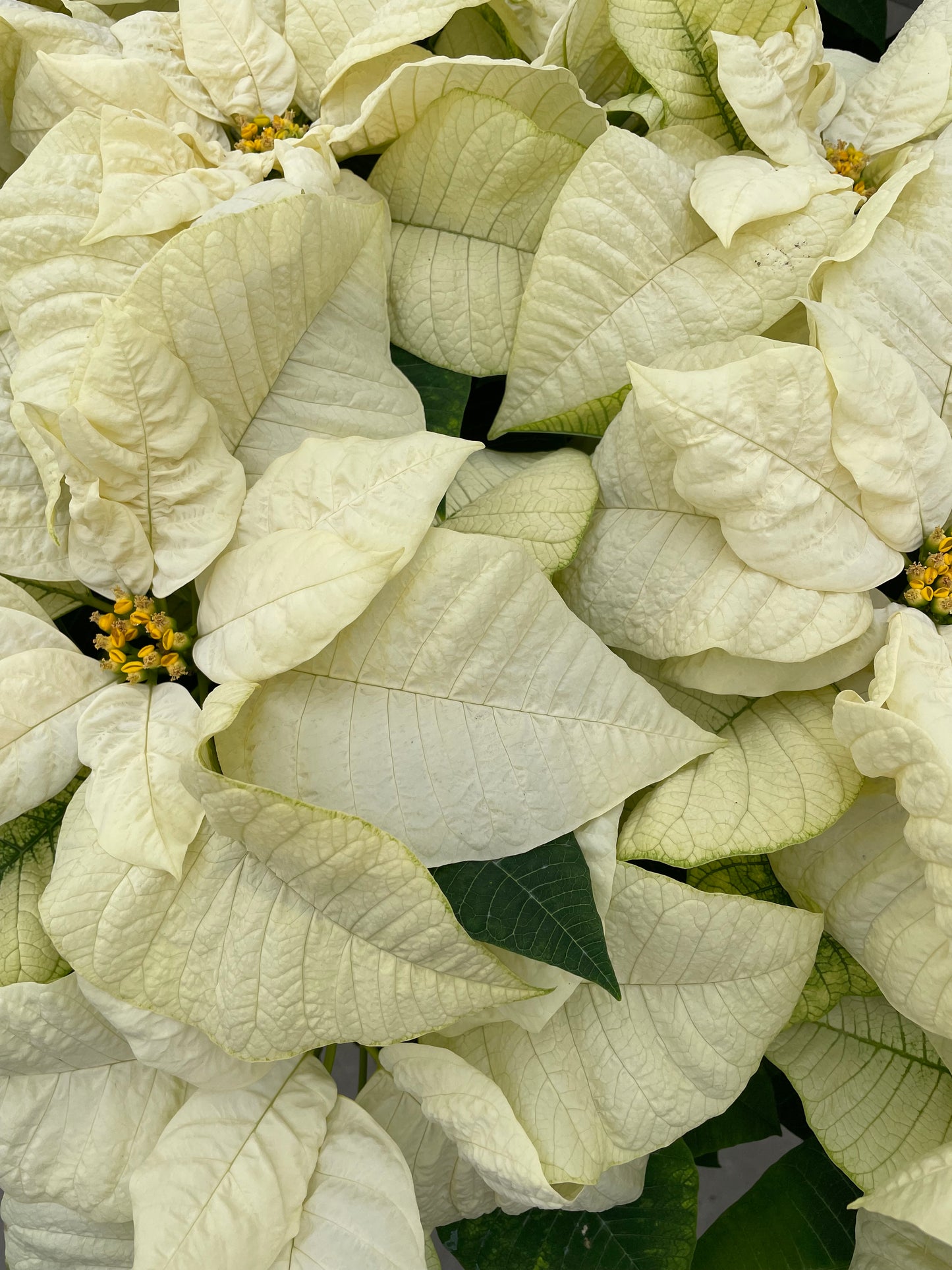 Klein's Home Grown White Poinsettia