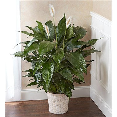 A New Leaf Peace Lily in a Basket