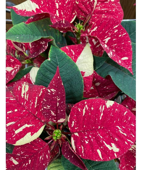 Klein's Home Grown Jingle Bell Poinsettia