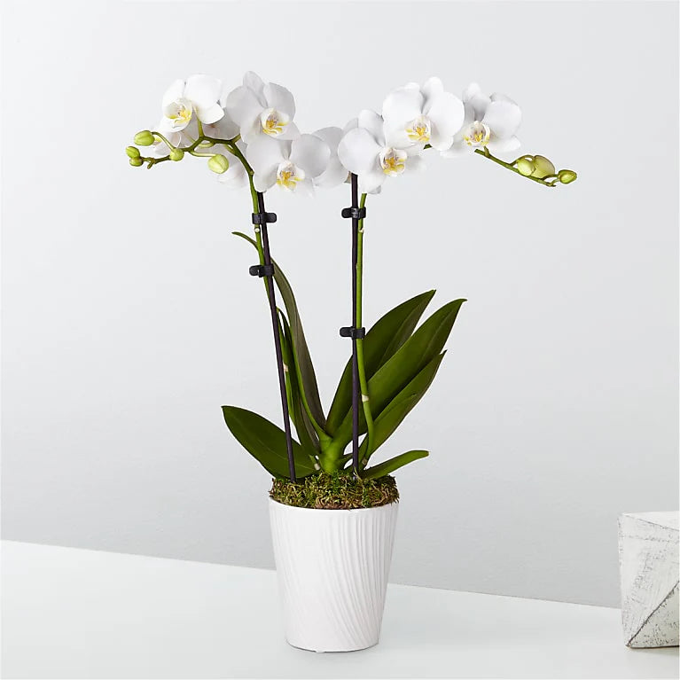 White Orchid Plant