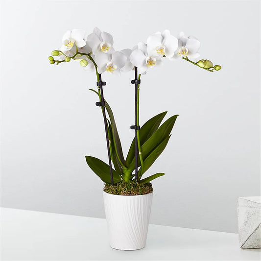 White Orchid Plant